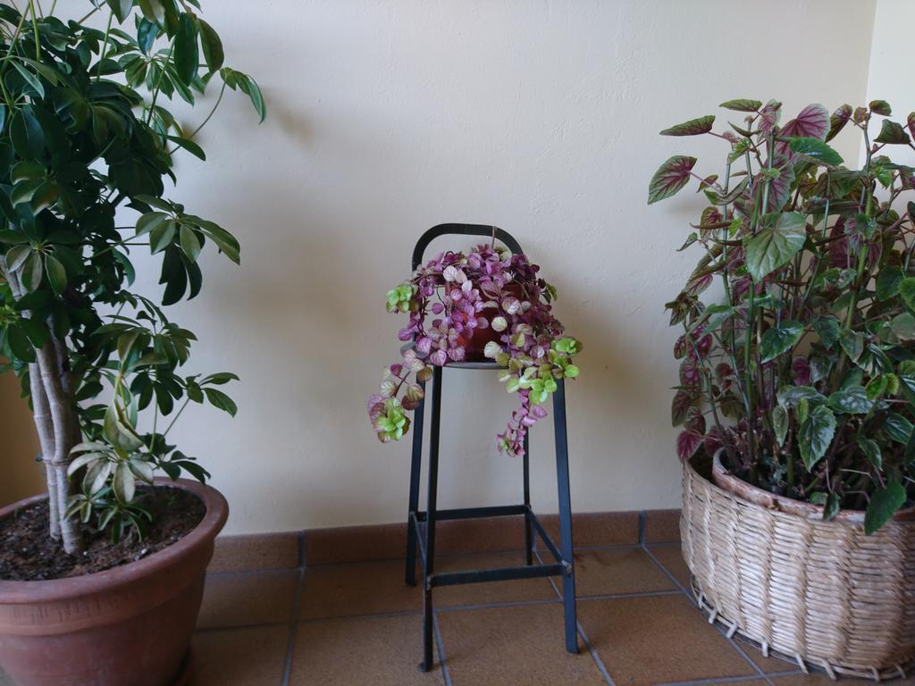 Posada El Jardin サンティリャーナ・デル・マル エクステリア 写真